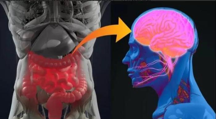 脑 - 肠轴：肠道菌群与大脑沟通的桥梁