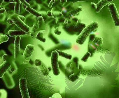 从饮食偏好看“肠型性格”：你是哪种菌群主导型？