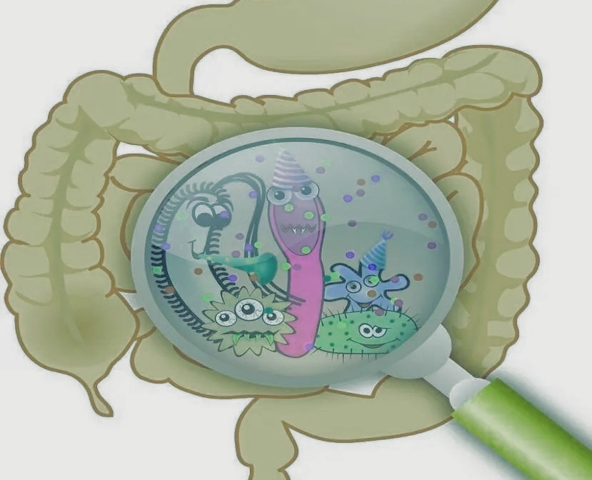 肠道菌群四大核心使命